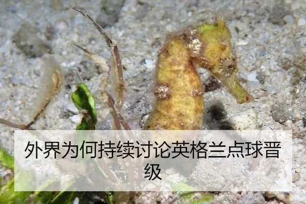 外界为何持续讨论英格兰点球晋级（m6）